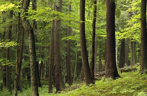 Timber Sale Image