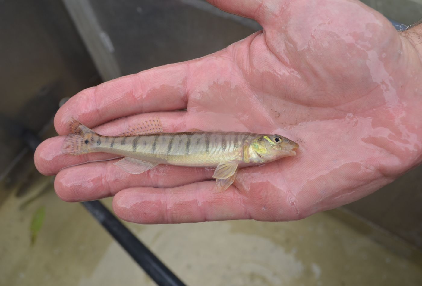 Logperch, a riverine darter