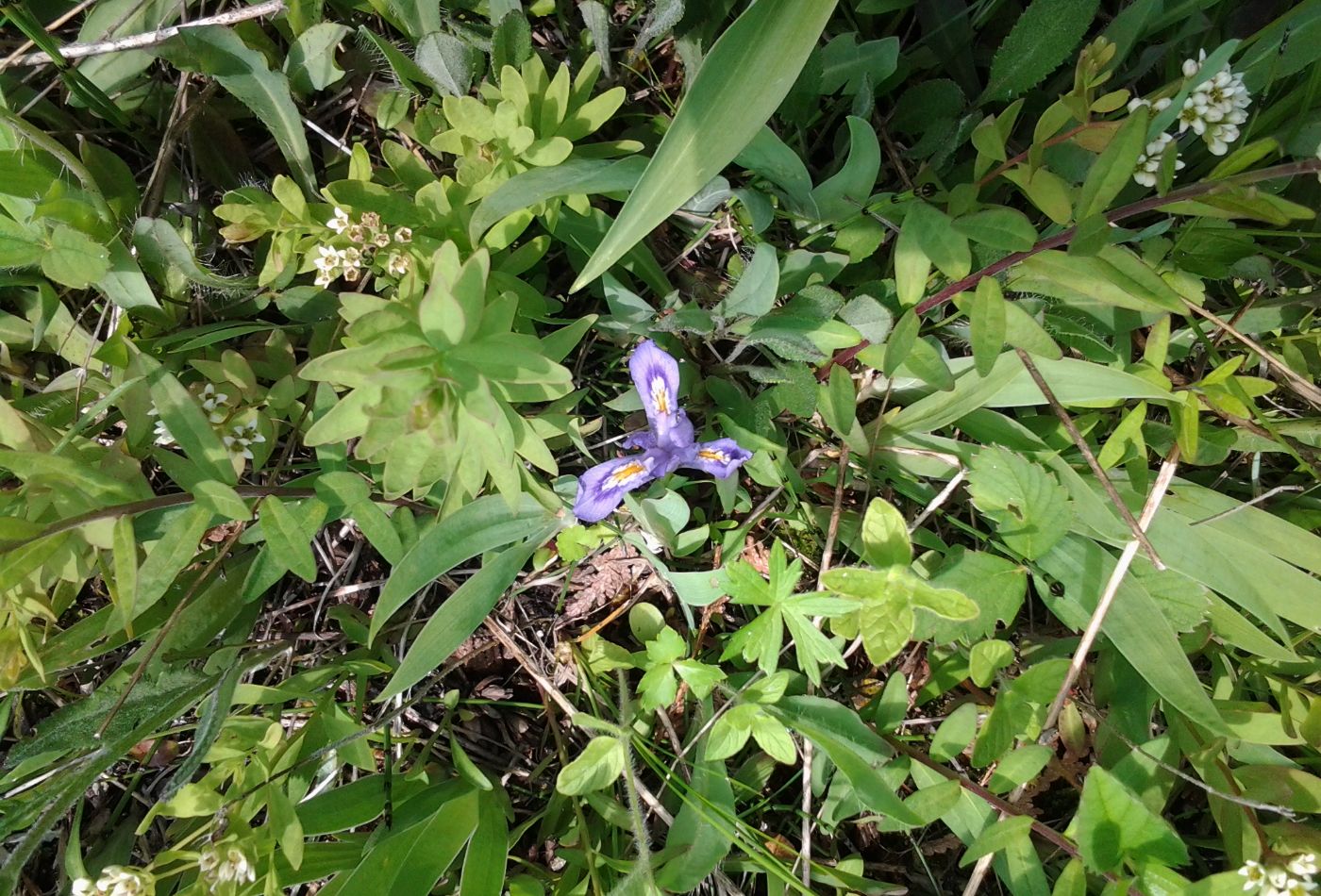 Dwarf Lake Iris in habitat