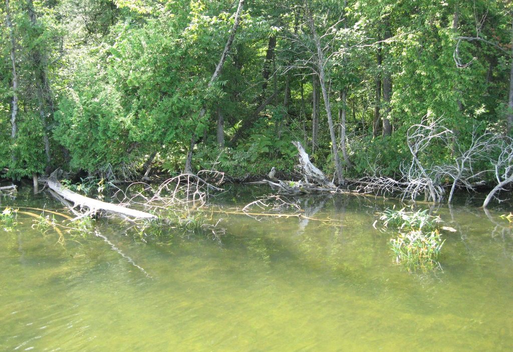Submerged large wood — essential cold-lake habitat
