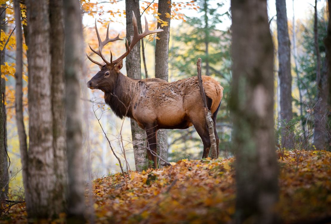 Elk of the northern Lower Peninsula