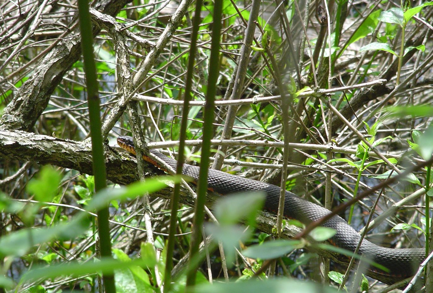 Copperbelly Water Snake (Nerodia erythrogaster neglecta)