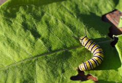 Monarch butterfly on milkweed