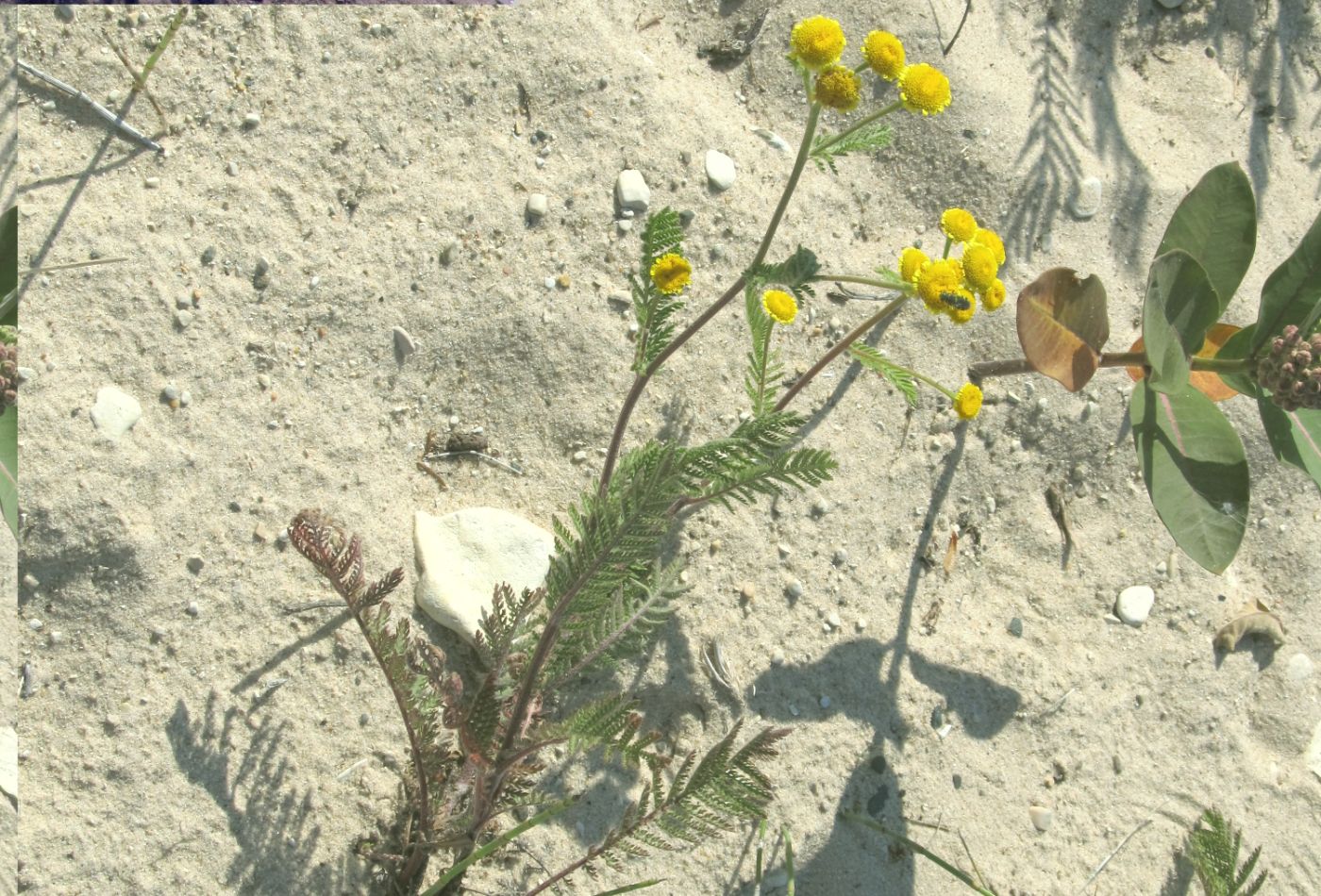 Lake Huron Tansy (Tanacetum huronense)