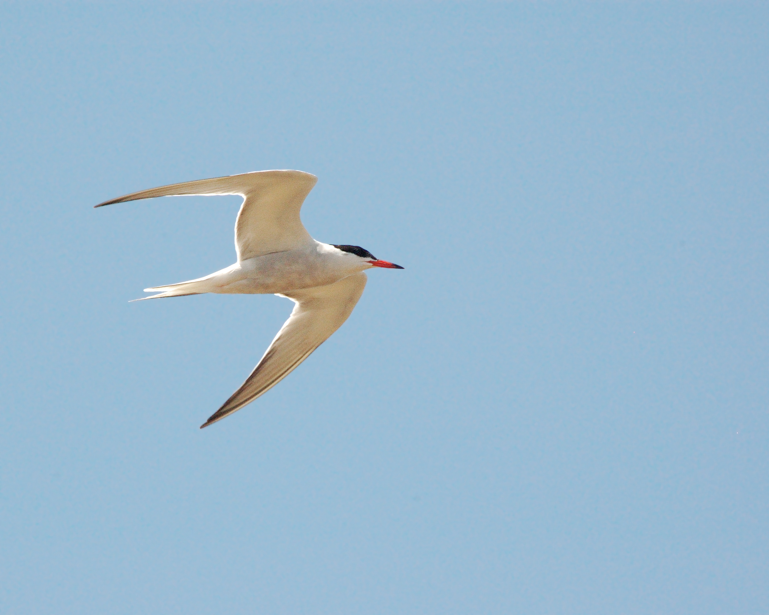 Common Tern in flight, a focal SGCN of Great Lakes islands