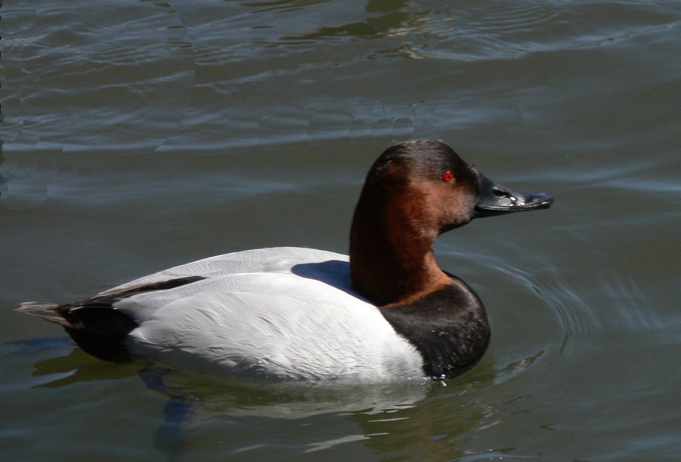 Canvasback