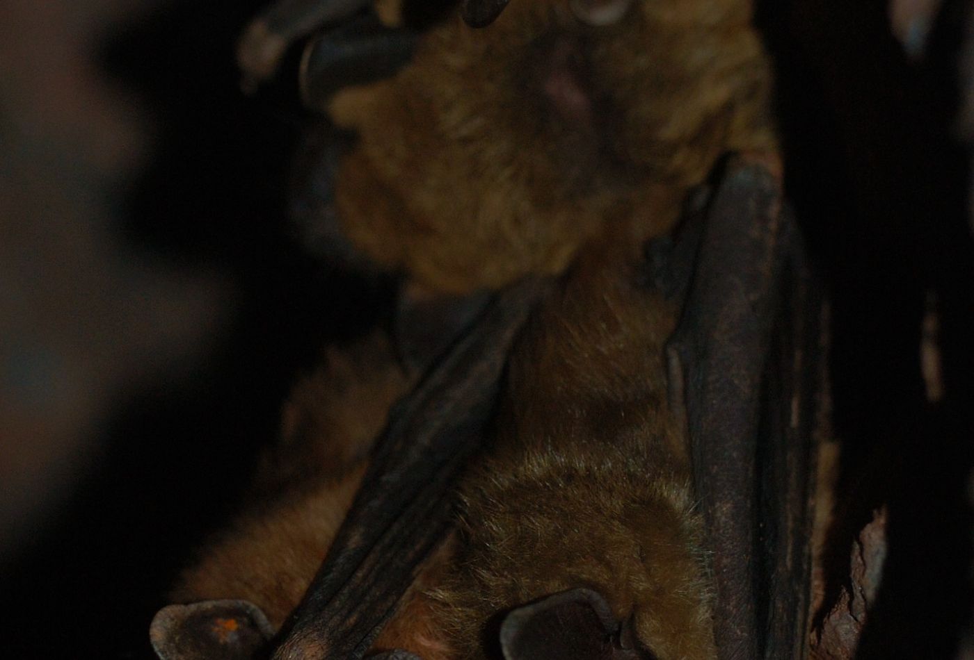 Brown bat