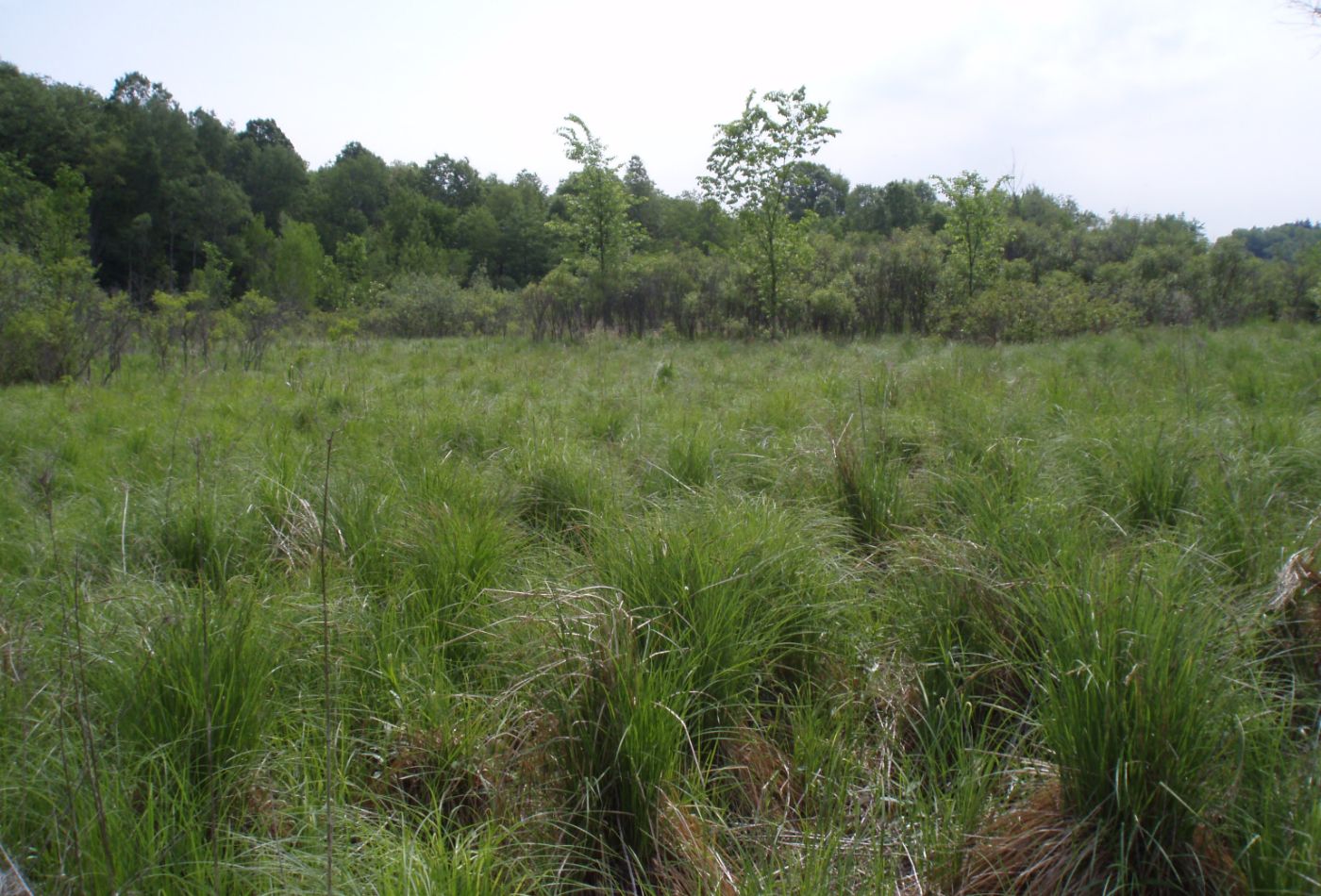 Davisburg Fen — Eastern Massasauga habitat