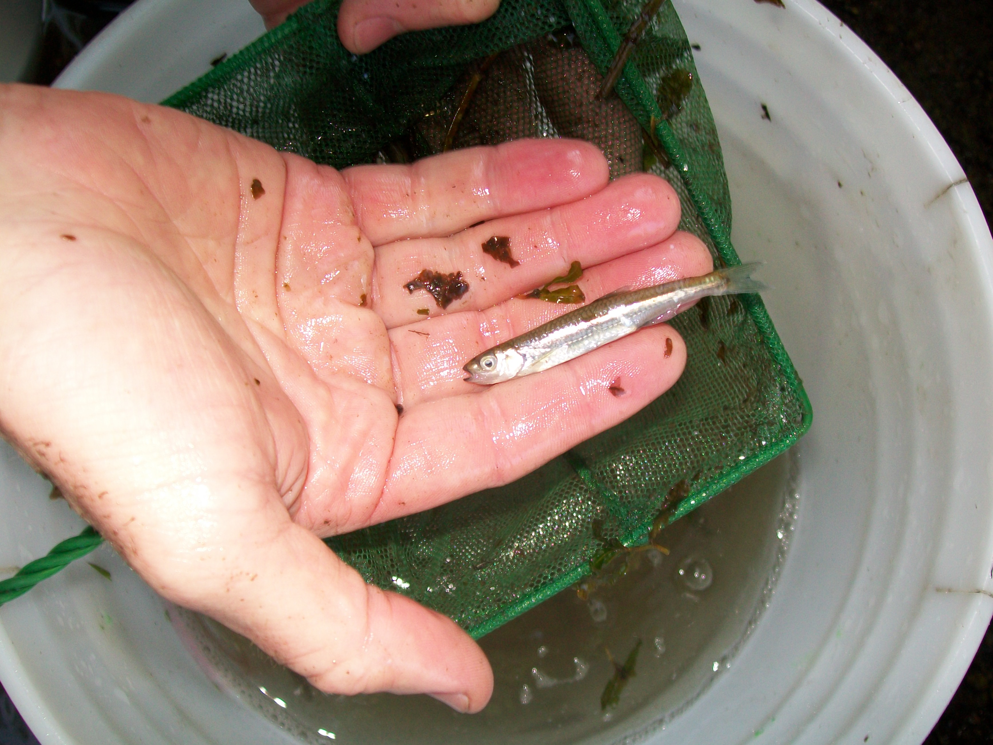 Silver Shiner, a focal SGCN of warmwater streams