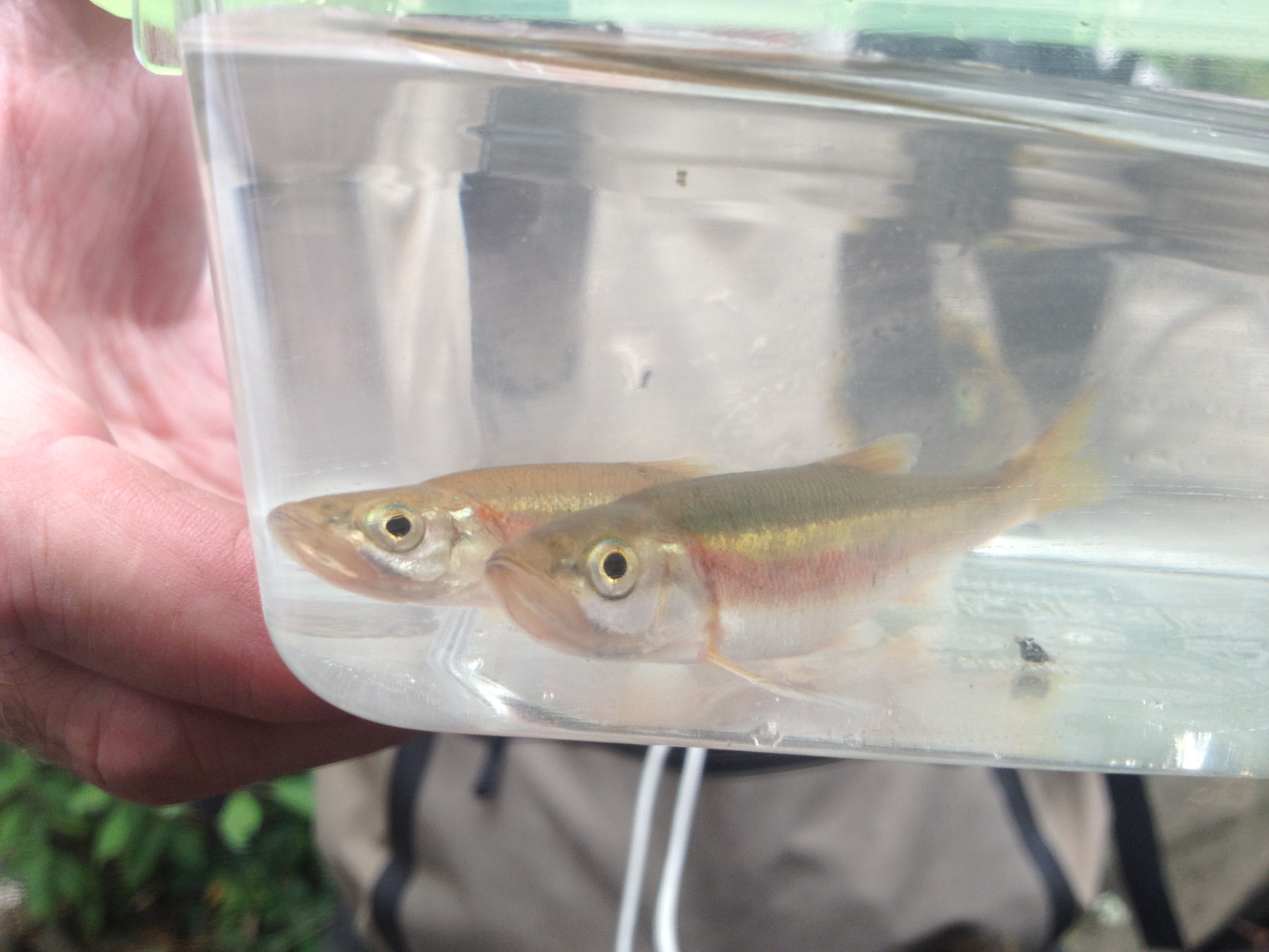 Redside Dace