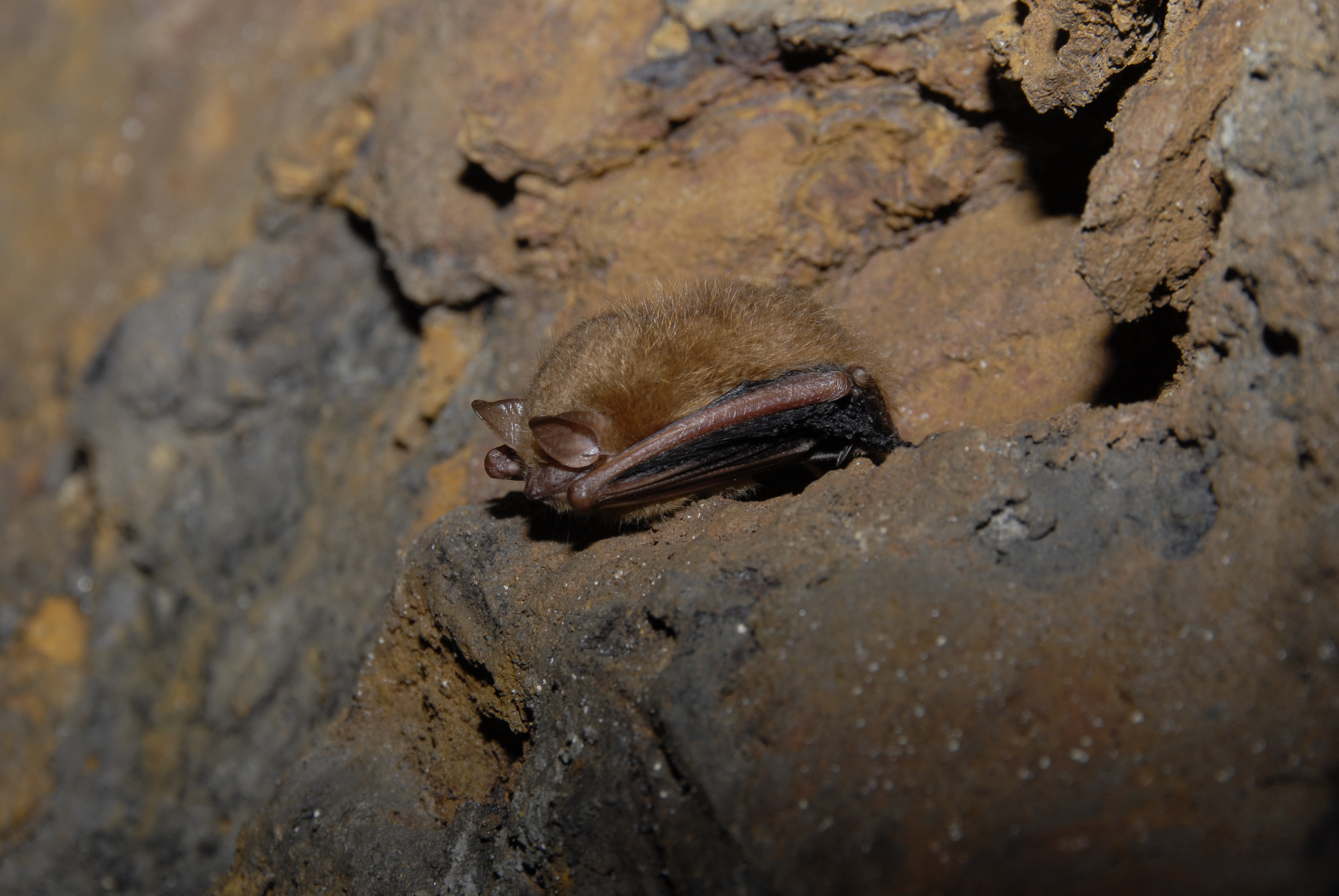 Tricolored bat, one of Michigan’s cave-roosting species